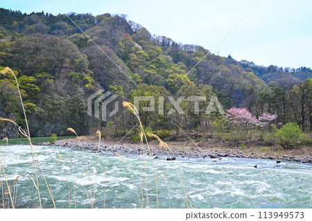 湍急的利根川、櫻花新綠的景色、田下不動附近的景色 113949573