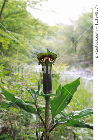山澗邊長著一隻蚱蜢。 山澗邊長著一隻蚱蜢。 113949577