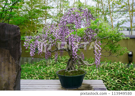 6731 Bonsai Wisteria BONSAI Estimated Age: 120... - Stock Photo [113949580]  - PIXTA