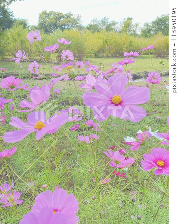 Autumn wind and cosmos 113950195
