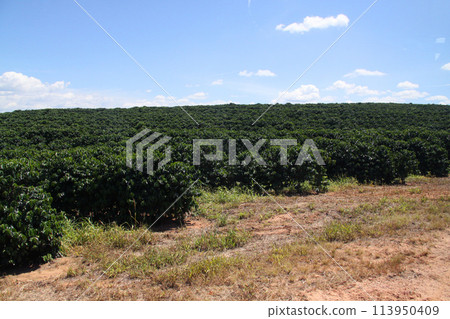 巴西咖啡種植園 巴西咖啡種植園 113950409