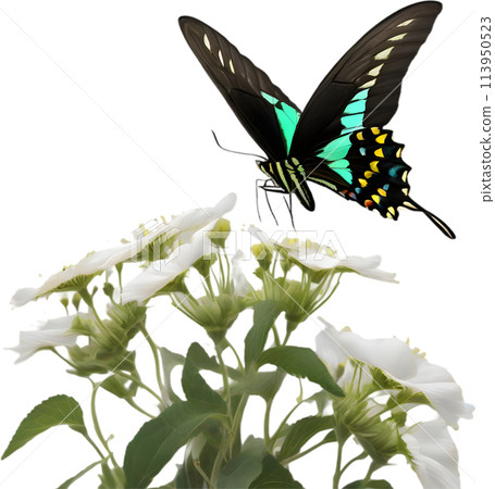 Colorful and elegant butterfly image.  113950523