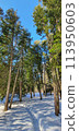 Winter cityscape in the snowy park. Moscow Botanical garden. 113950603