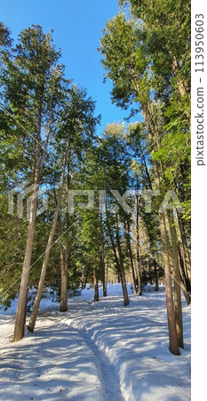 Winter cityscape in the snowy park. Moscow Botanical garden. Winter cityscape in the snowy park. Moscow Botanical garden. 113950603