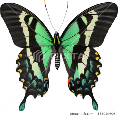 Colorful and elegant butterfly image.  113950606
