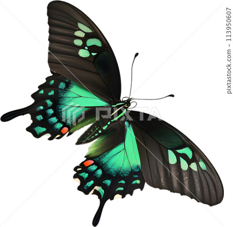 Colorful and elegant butterfly image.  113950607
