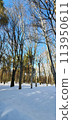 Winter cityscape in the snowy park. Moscow Botanical garden. 113950611