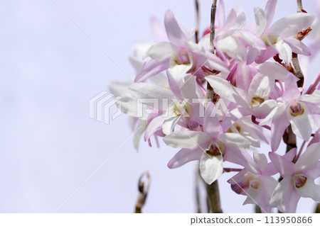 White Dendrobium monadelpha in full bloom with a hint of pink (outdoor natural light, macro close-up) 113950866