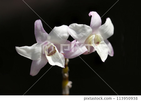 Close-up of a white Dendrobium flower with a pale pink hue floating against a black background (outdoor natural light, macro close-up shot) 113950938