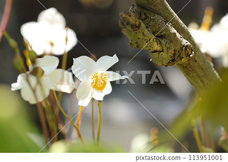 白色的雪罌粟花在春天強烈的陽光下綻放出美麗的花朵（自然光+微距特寫照片） 113951001
