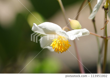 白色的雪罌粟花在春天強烈的陽光下綻放出美麗的花朵（自然光+微距特寫照片） 113951002