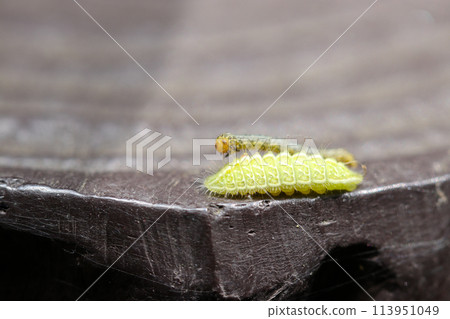 一隻明亮的幼葉色蝴蝶的幼蟲在假木柵欄上行走（自然光+閃光燈，微距特寫攝影） 113951049