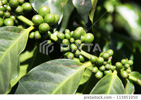 巴西種植的咖啡 113951050