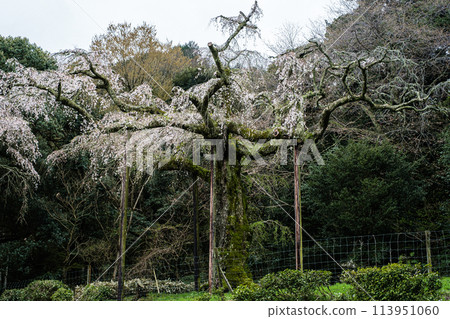 Weeping cherry tree at Shotaiji Temple, Choko-san, Kanagawa Prefecture Weeping cherry tree at Shotaiji Temple, Choko-san, Kanagawa Prefecture 113951060