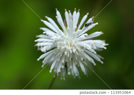 可愛的日本落葉松白色花朵，看起來像白色的煙火（自然光+閃光燈，微距特寫攝影） 113951064