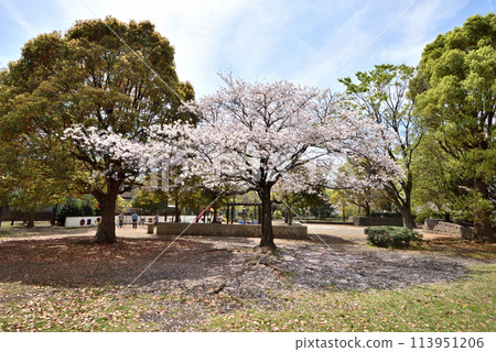 Somei-yoshino cherry blossoms blooming in Samukawa Ichinomiya Park Somei-yoshino cherry blossoms blooming in Samukawa Ichinomiya Park 113951206