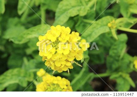 原生油菜花在排水溝裡盛開 原生油菜花在排水溝裡盛開 113951447