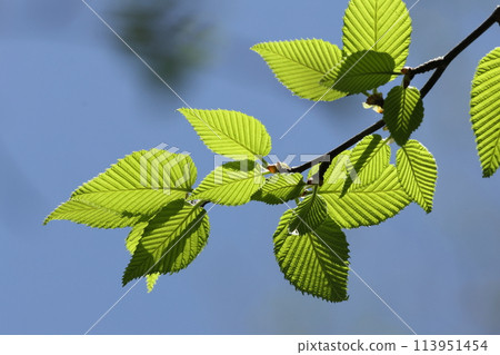 Nature Plants Mizume, young leaves in April. Egg-shaped with a pointed tip, double serrated edges, prominent veins Nature Plants Mizume, young leaves in April. Egg-shaped with a pointed tip, double serrated edges, prominent veins 113951454