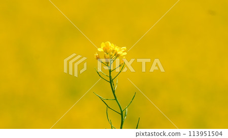 景觀與油菜花 景觀與油菜花 113951504