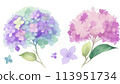 Hydrangea hydrangea Hydrangea hydrangea 113951734