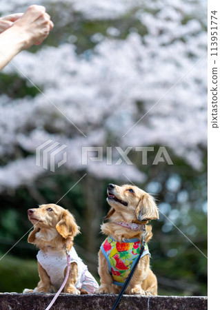 A dachshund and its owner walking in a park with cherry blossoms in bloom A dachshund and its owner walking in a park with cherry blossoms in bloom 113951774