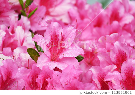 雨後的粉紅色杜鵑花 113951961