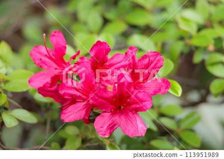 Azalea flowers in full bloom under the spring sunshine 113951989