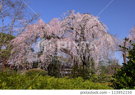 埼玉縣川越市古仙場町天台宗特別本山中院院內盛開的垂枝櫻花 113952150