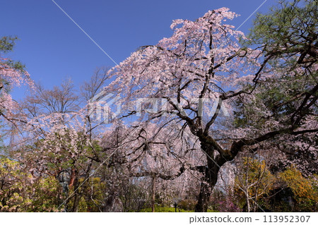 Weeping cherry trees and mimosas in full bloom in the grounds of Hoshinoyama Muryojuji Chuin, a special head temple of the Tendai sect in Kosenba-cho, Kawagoe City, Saitama Prefecture 113952307