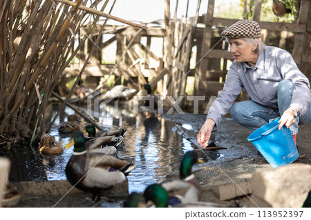 Old female farmer in casual clothes feeding mallard ducks from bucket while birds swimming on water pond in autumn Old female farmer in casual clothes feeding mallard ducks from bucket while birds swimming on water pond in autumn 113952397