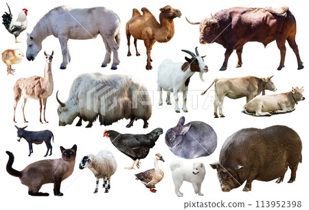 set of farm animals set of farm animals 113952398
