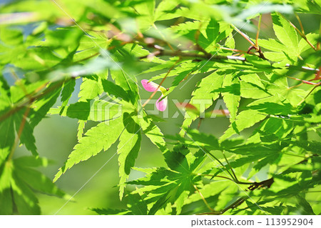 Fresh green maple trees and pink samaras Fresh green maple trees and pink samaras 113952904
