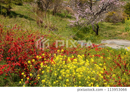 Ouchizawa, Higashichichibu Village, Chichibu District, Saitama Prefecture - A landscape of rape blossoms, Japanese quince and cherry blossoms at Ouchizawa Hanamomo no Sato, where peach blossoms bloom on the slopes of a rural mountain in early spring. 113953066