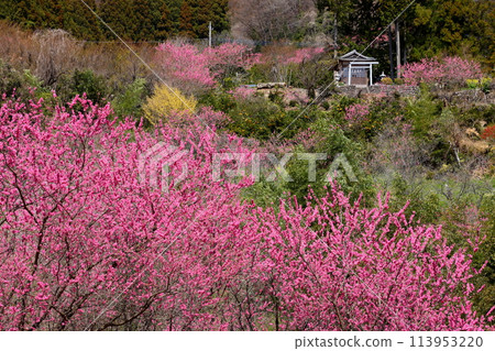 埼玉縣秩父郡東秩父村大內澤,大內澤花桃之鄉,早春諏訪神社鳥居前的斜坡上,花桃花盛開的地方。 埼玉縣秩父郡東秩父村大內澤,大內澤花桃之鄉,早春諏訪神社鳥居前的斜坡上,花桃花盛開的地方。 113953220