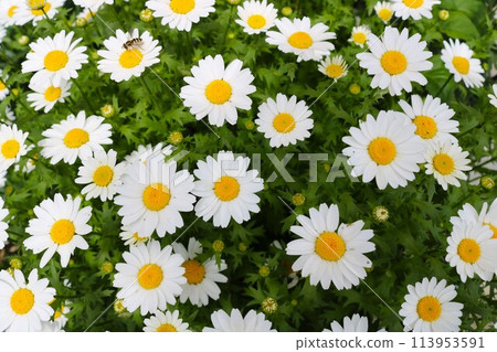 North Pole: A vibrant white flower blooming in the spring sunshine North Pole: A vibrant white flower blooming in the spring sunshine 113953591