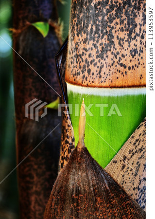 The bamboo skin peels off to become bamboo The bamboo skin peels off to become bamboo 113953597