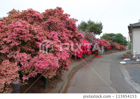 Tatebayashi Azalea Festival: Giant azalea trees at Tsutsujigaoka Park (Tatebayashi City, Gunma Prefecture) 113954153