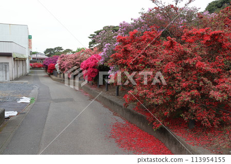 館林杜鵑花節:杜鵑丘公園的巨型杜鵑花樹(群馬縣館林市) 館林杜鵑花節:杜鵑丘公園的巨型杜鵑花樹(群馬縣館林市) 113954155