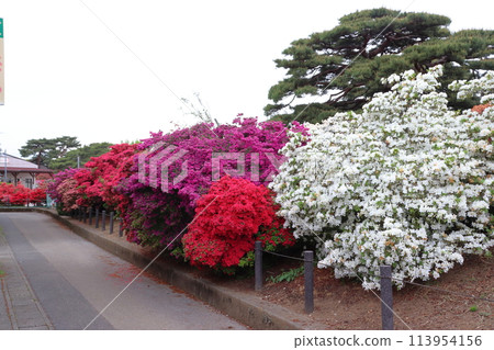 館林杜鵑花節:杜鵑丘公園的巨型杜鵑花樹(群馬縣館林市) 館林杜鵑花節:杜鵑丘公園的巨型杜鵑花樹(群馬縣館林市) 113954156
