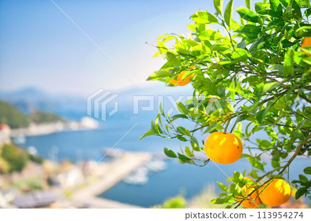 Spectacular views and mandarin oranges from the terraced fields of Yuzumigaura Spectacular views and mandarin oranges from the terraced fields of Yuzumigaura 113954274