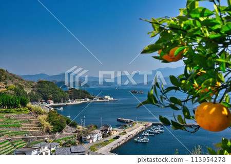 Spectacular views and mandarin oranges from the terraced fields of Yuzumigaura 113954278