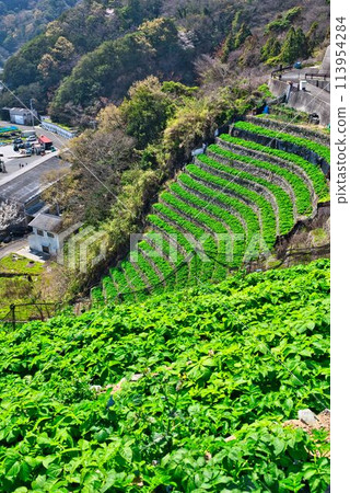 Stage field of Yuuko Water loadpour Stage field of Yuuko Water loadpour 113954284