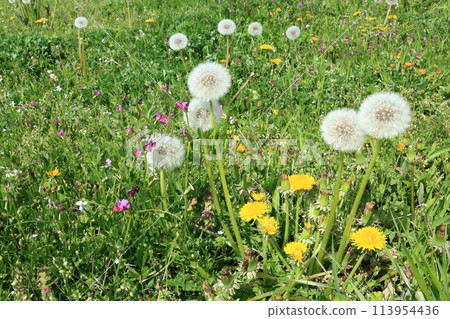 Spring scenery along the Egawa River, which retains the original scenery of the Arakawa lowlands 113954436