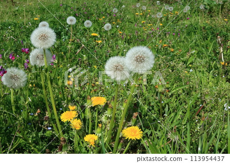Spring scenery along the Egawa River, which retains the original scenery of the Arakawa lowlands 113954437