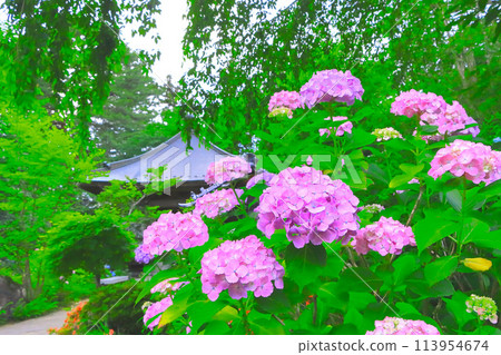 Hydrangeas in full bloom in front of the Kannon Hall of Shifukuji Temple 113954674