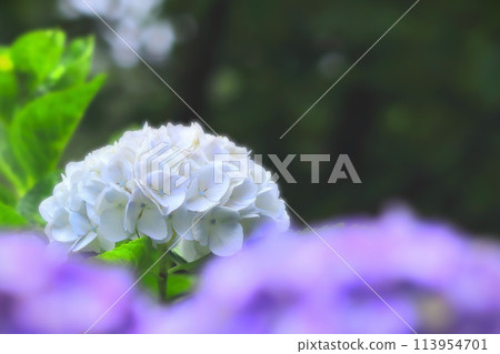 Refreshing white hydrangea 113954701