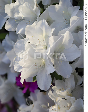 盛開的白色杜鵑花 盛開的白色杜鵑花 113954897