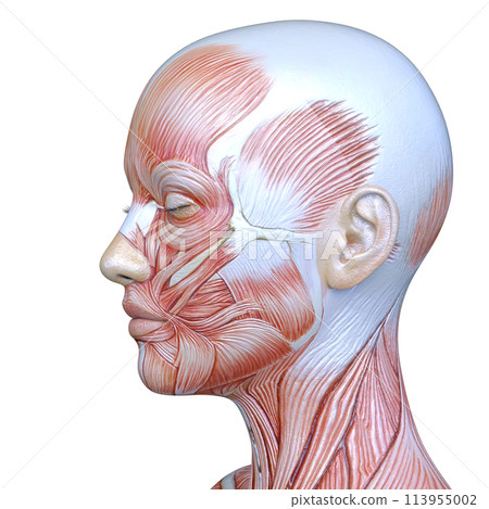 Close-up of a woman's face 113955002
