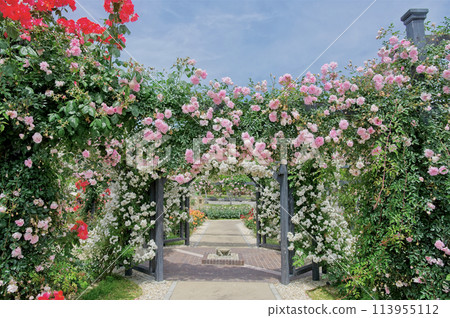 Rose shine Rose shine 113955112