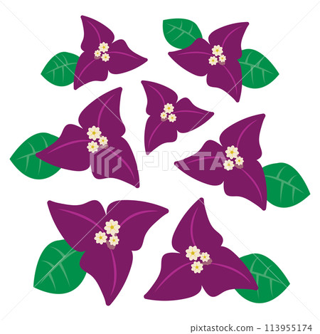 Purple Bougainvillea 113955174